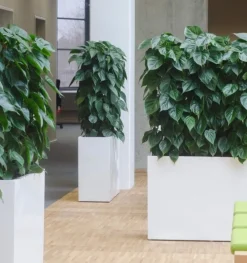 Aflange plantekrukker med hjul - hvid højglans - H.40+50+60+80cm