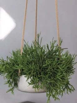 Blomsterampel i matsort eller sandgrå fiberclay med flettet tov - H.11xØ.29cm