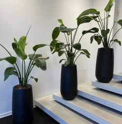 Høj sort krukke i glasfiber - 70cm + 100cm