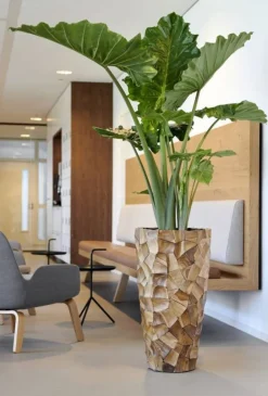 Indendørs krukker med Teaktræ - 3 str