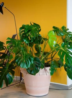 Italienske Klassiske Krukker I Terracotta - 4 størrelser