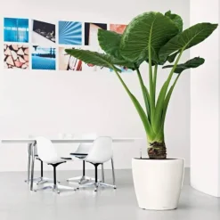 Lechuza Classico Premium Ø.43cm - m/u hjul / selvvanding - 6 farver