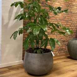 Nordic Style Rund Krukke i Grå Fiberbeton - Ø.44cm + Ø.58cm