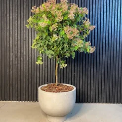 Petros Cup Krukke i Fiberbeton - Ø.42cm