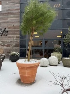 Stor Klassisk Italy Terracotta Krukke - Op til Ø.100cm