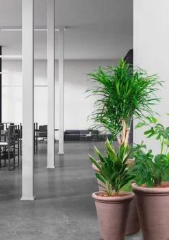 Stor konisk rund Terracotta krukke - 3 størrelser