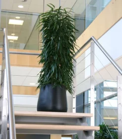 Stor konisk sort eller grå plantekrukke - 2 str.