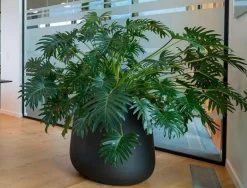 Stor konisk sort eller grå plantekrukke - 2 str.