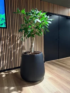 Stor konisk sort eller grå plantekrukke - 2 str.