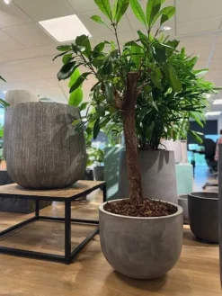 Stor rund lav indendørs krukke i fiberbeton - Ø.51 + Ø.61 - sand/grå - Topkvalitet