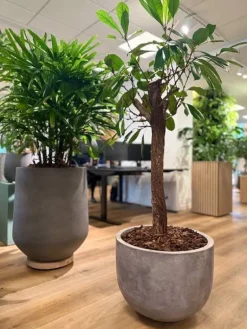 Stor rund lav indendørs krukke i fiberbeton - Ø.51 + Ø.61 - sand/grå - Topkvalitet