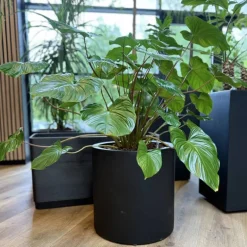 Stor rund sort eller grå cylinder krukke i fiberstone / Ø.30 + Ø.40cm + Ø.50cm + Ø.60cm