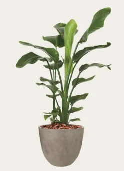 Store indendørs krukker i fiberbeton / Concrete look - Op til Ø.120cm